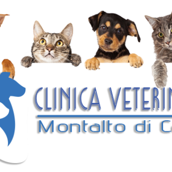 Cercasi tecnico veterinario a Montalto di Castro